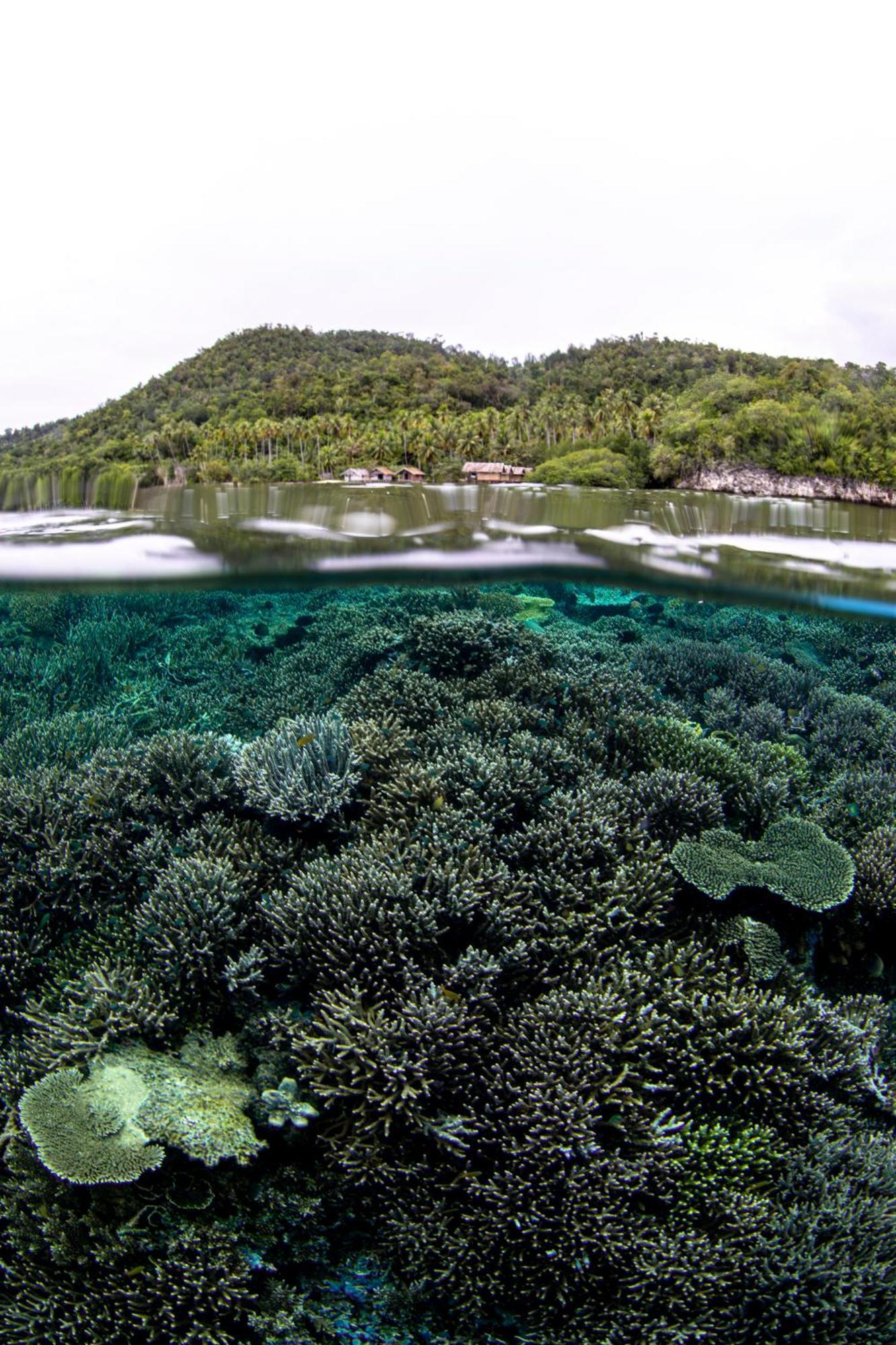 Mansuar Raja Ampat Bungalows Kri Εξωτερικό φωτογραφία
